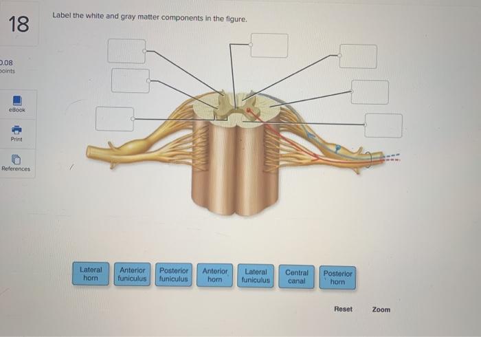 Solved Label the white and gray matter components in the | Chegg.com
