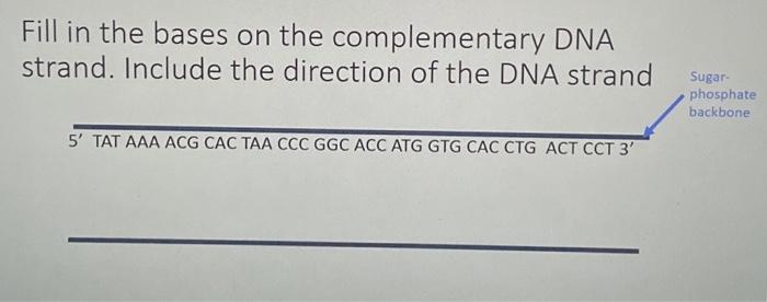Solved Fill in the bases on the complementary DNA strand. | Chegg.com
