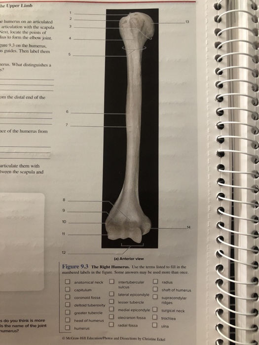 humerus labeling quiz