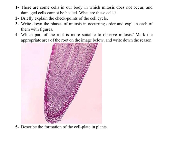 Solved 1- There are some cells in our body in which mitosis | Chegg.com