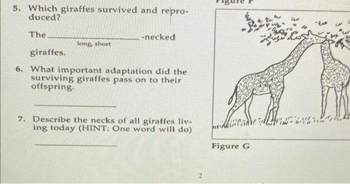 adaptation of giraffe