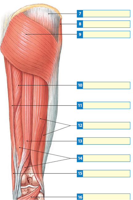 Leg Muscles Diagram Labeled / Muscular System Anatomy And Physiology