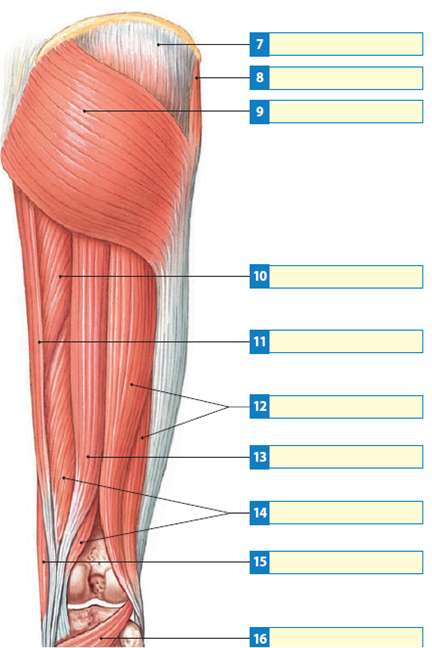 Solved: Label each of the indicated muscles that move the thigh