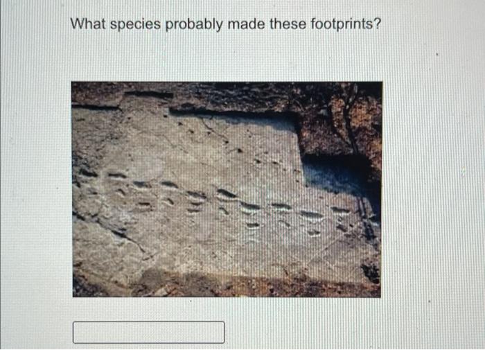 Solved What Species Probably Made These Footprints? | Chegg.com