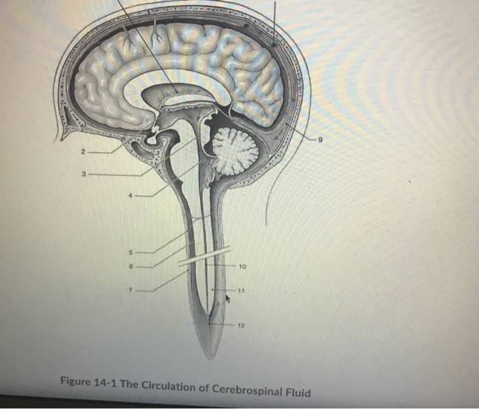 Solved Figure 14-1 The Circulation of Cerebrospinal Fluid | Chegg.com