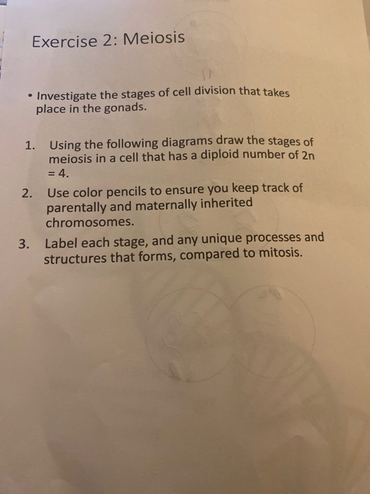 Solved Exercise 2: Meiosis . Investigate the stages of cell | Chegg.com
