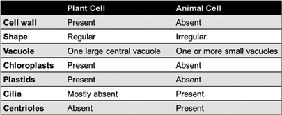 Definition of Eukaryote Cells: Plant And Animal Cells | Chegg.com