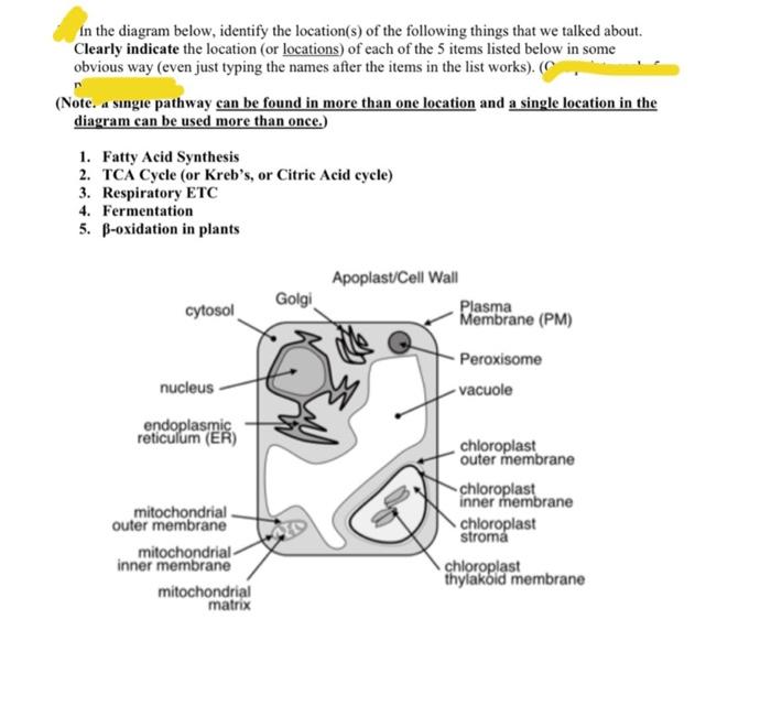 Solved In the diagram below, identify the location(s) of the | Chegg.com