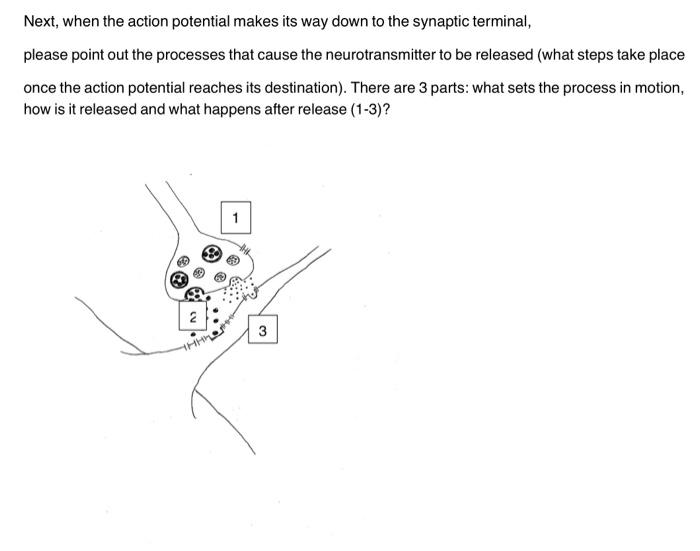 Solved Next, when the action potential makes its way down to | Chegg.com