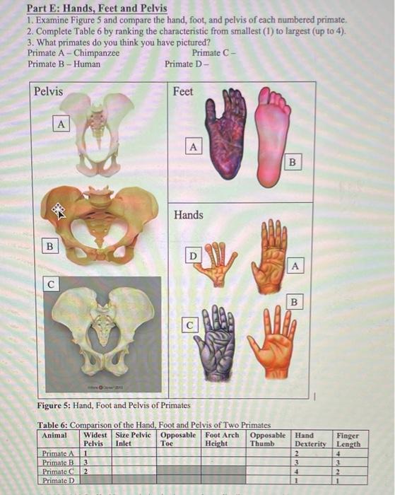 Solved Part E Hands Feet And Pelvis Examine Figure Chegg Com