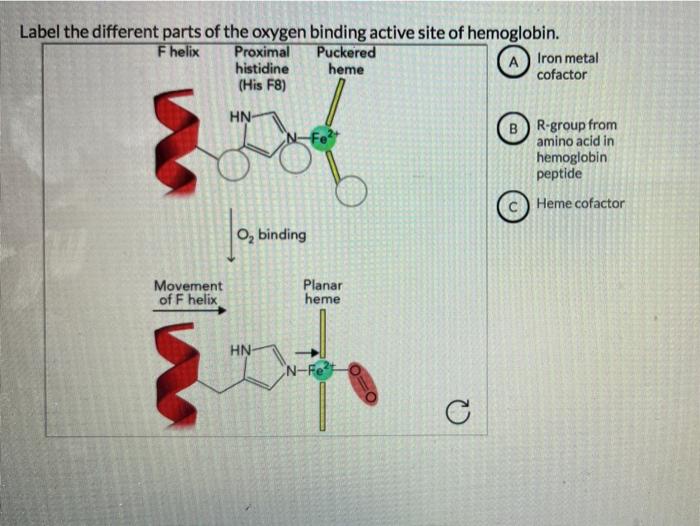 oxygen heme bound to hemoglobin