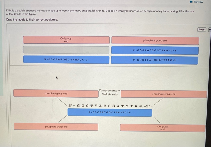 solved-i-review-dna-is-a-double-stranded-molecule-made-up-of-chegg