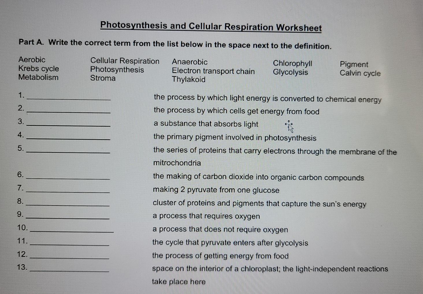 Photosynthesis & Cellular Respiration Worksheet Set of 5