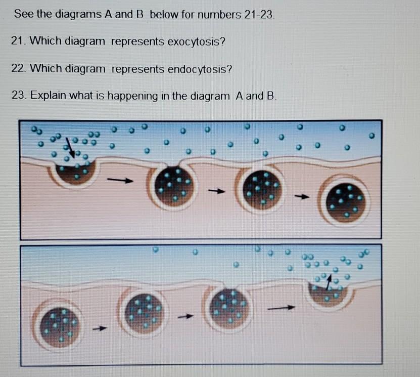 Solved See the diagrams A and B below for numbers 21-23. 21. | Chegg.com