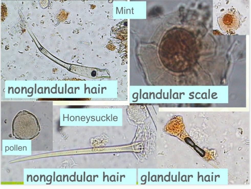Solved Mint nonglandular hair glandular scale Honeysuckle