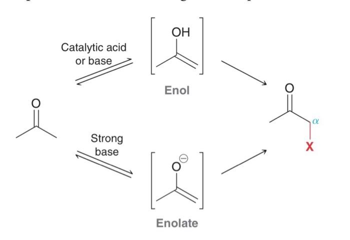 Solved Catalytic acid or base Strong base OH Enol Enolate M | Chegg.com