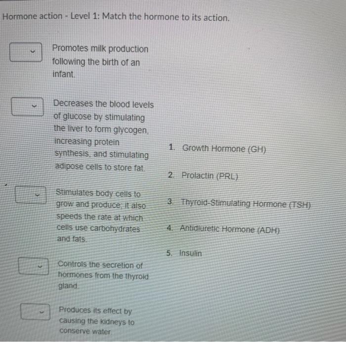 Solved Other Endocrine Glands - Match the following | Chegg.com