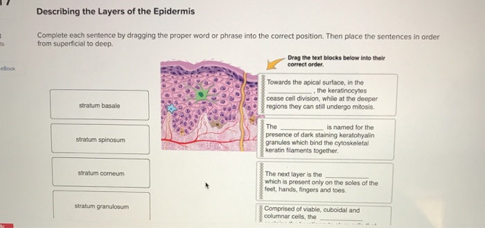 Solved Describing the Layers of the Epidermis Complete each | Chegg.com