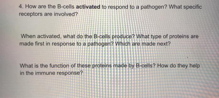 Solved 4. How Are The B-cells Activated To Respond To A | Chegg.com