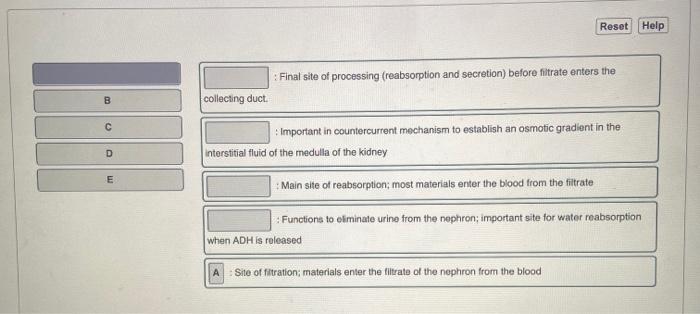 Solved Part B Let&rsquo;s review the functional anatomy of the | Chegg.com