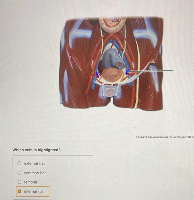 Which vein is highlighted?
O external iliac
common iliac
femoral
internal iliac
LT-VA16 Life-size Muscle Torso 27-part 38 S