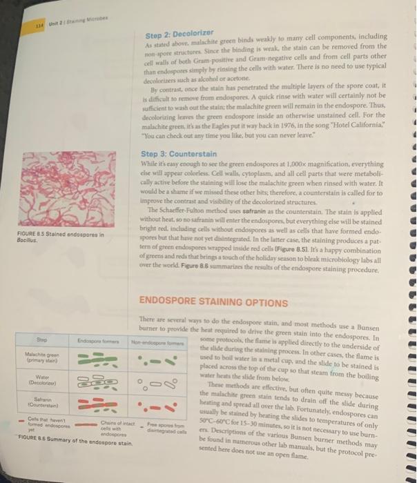 Solved he endospore stain is an example of a structural | Chegg.com