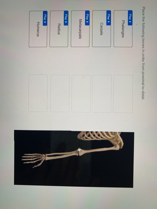 Solved Place The Following Bones In Order From Proximal To