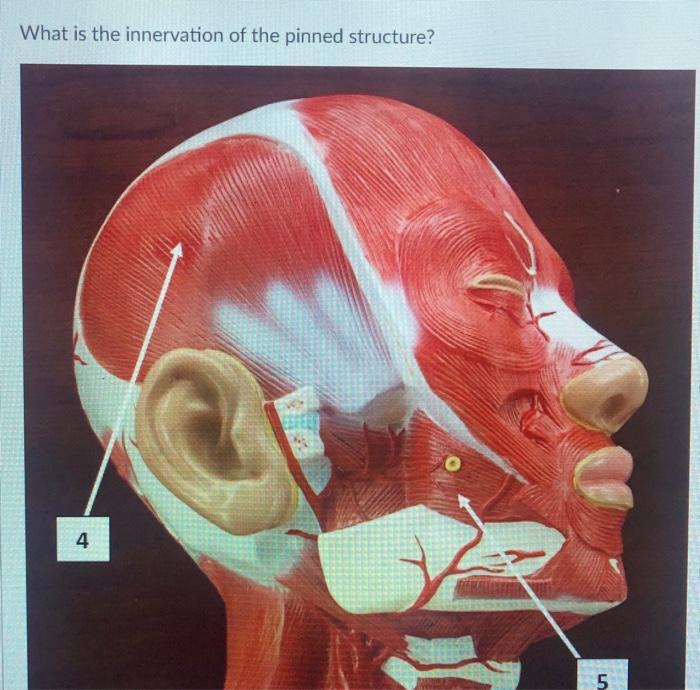 Solved What is the innervation of the pinned structure? | Chegg.com