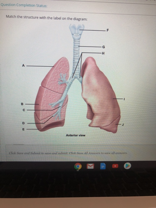 Solved Question Completion Status: Match the structure with | Chegg.com