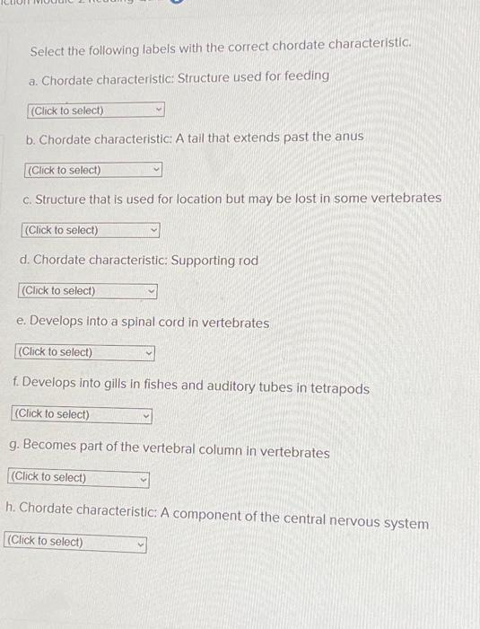 Solved Select The Following Labels With The Correct Chordate | Chegg.com