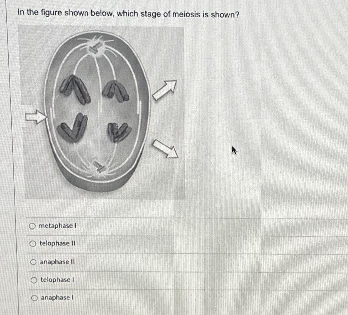 In the figure shown below, which stage of meiosis is | Chegg.com