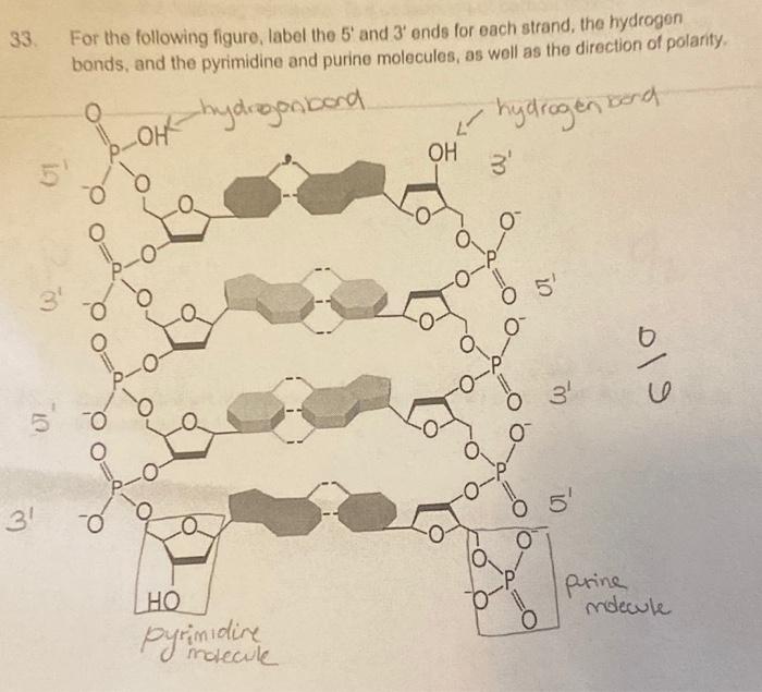 Solved 33 For the following figure, label the 5 and 3' ends | Chegg.com