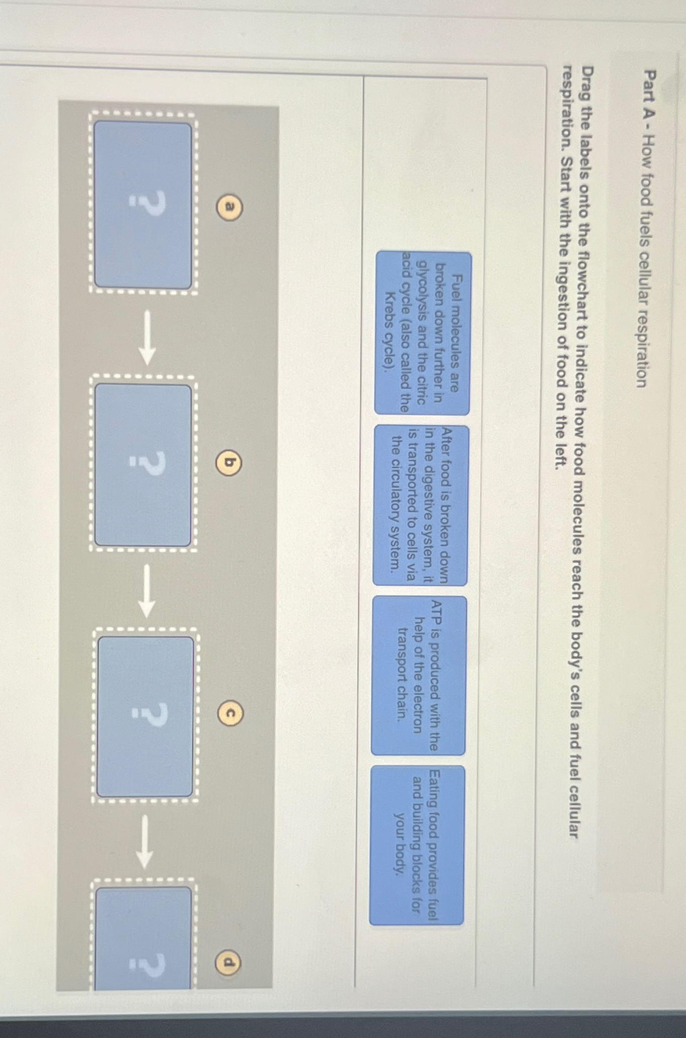 Part A - ﻿How food fuels cellular respirationDrag the | Chegg.com
