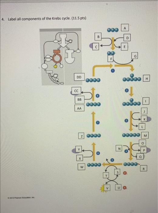 Solved 4. Label all components of the Krebs cycle. (11.5