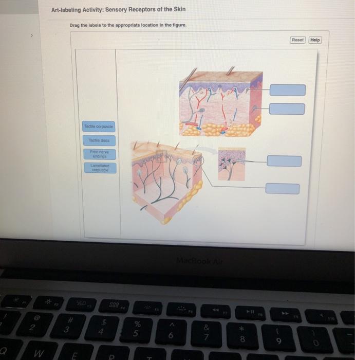 Art Labeling Activity Sensory Receptors Of The Skin Chegg 