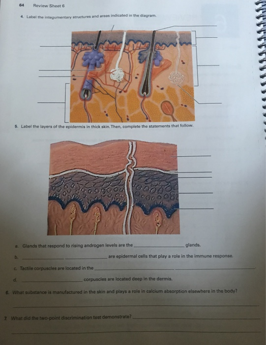 solved-exercise-review-sheet-the-integumentary-system-lab-chegg