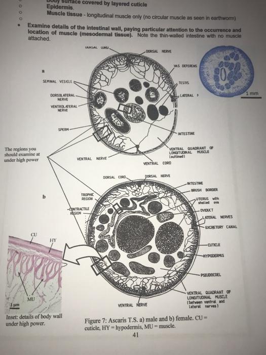 ascaris labelled diagram