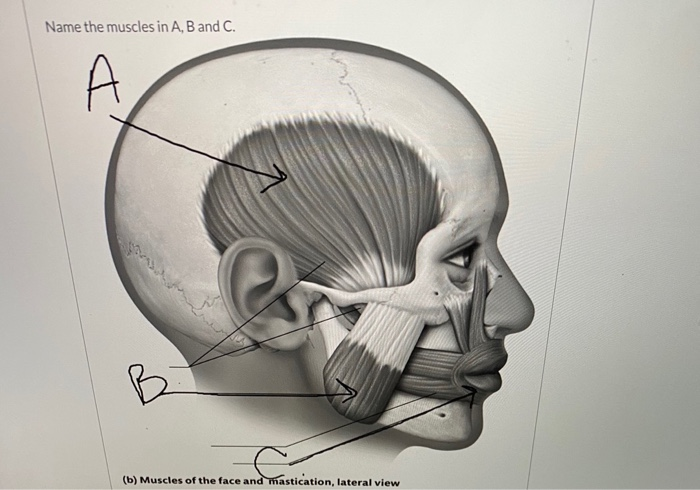 Solved Name The Muscles In A, B And C. A B (b) Muscles Of | Chegg.com