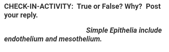 endothelium and mesothelium