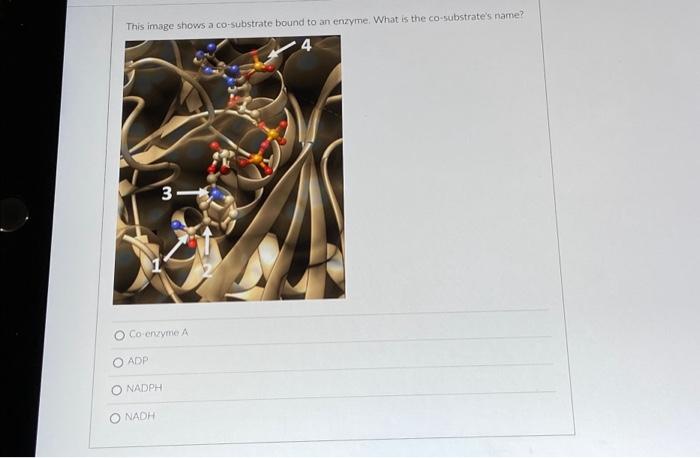 Solved This image shows a co-substrate bound to an enzyme. | Chegg.com