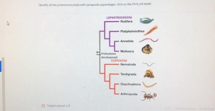 Solved Using this cladogram, at what ancestral node do you | Chegg.com