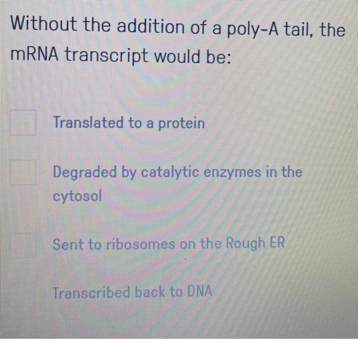 Solved Without the addition of a poly-A tail, the mRNA | Chegg.com