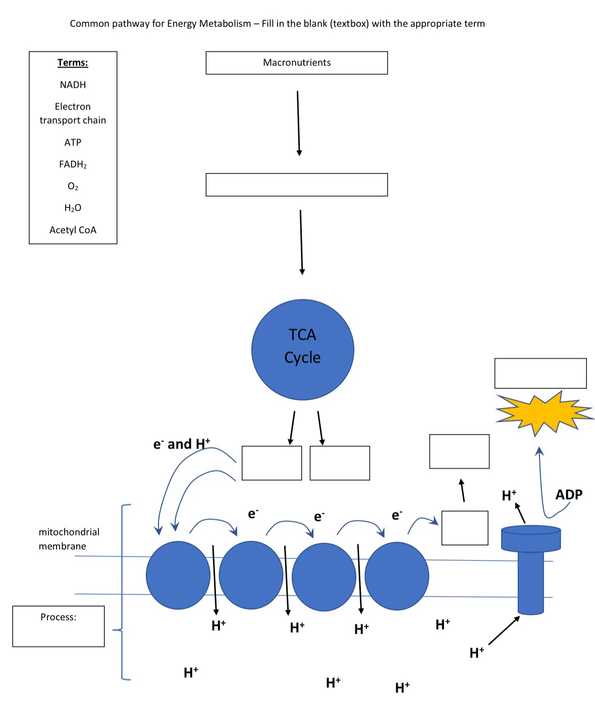 Solved Common pathway for Energy Metabolism - ﻿Fill in the | Chegg.com