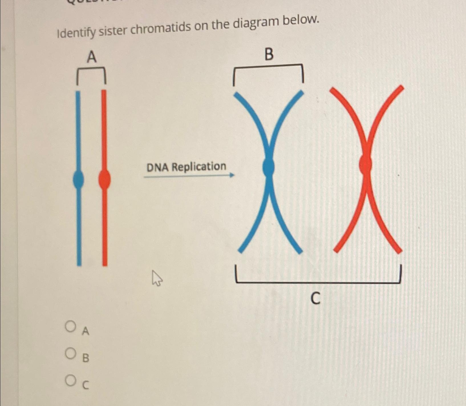 Solved Identify sister chromatids on the diagram belowABc Biology Diagrams