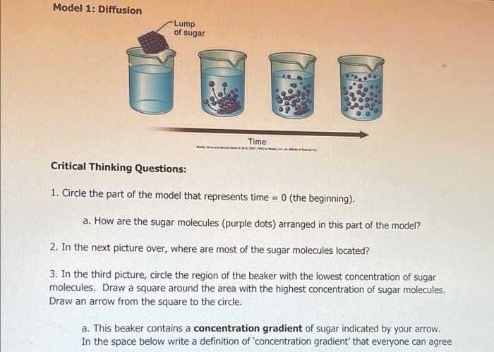 Solved Model 1: Diffusion Lump of sugar Time Critical | Chegg.com