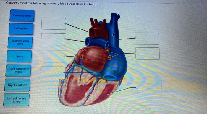 Solved Correctly label the following coronary blood vessels | Chegg.com