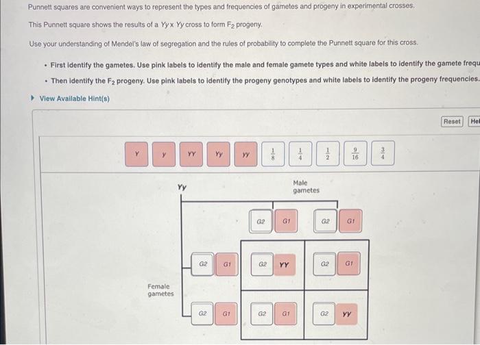 Solved Punnett Squares Are Convenient Ways To Represent The | Chegg.com