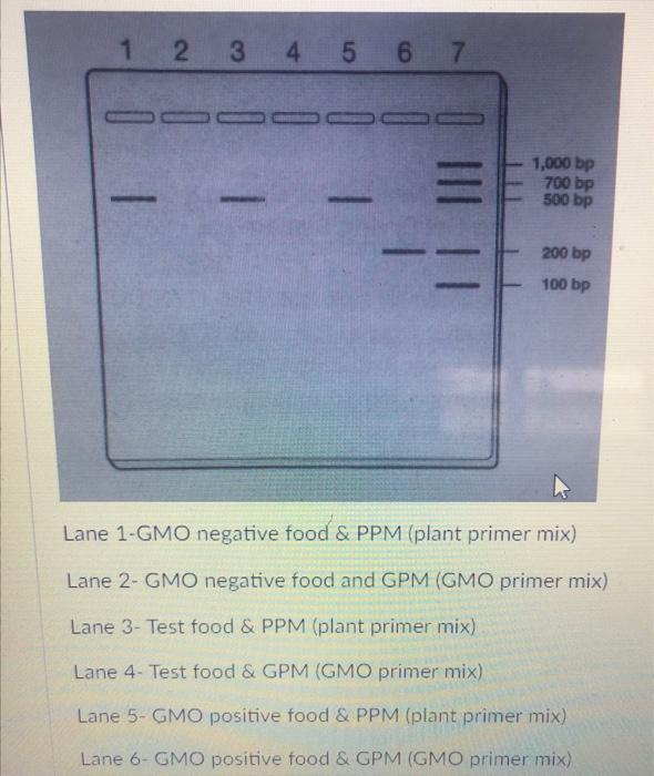 Lane 1-GMO negative food \& PPM (plant primer mix) Lane 2- GMO negative food and GPM (GMO primer mix) Lane 3- Test food \& PP