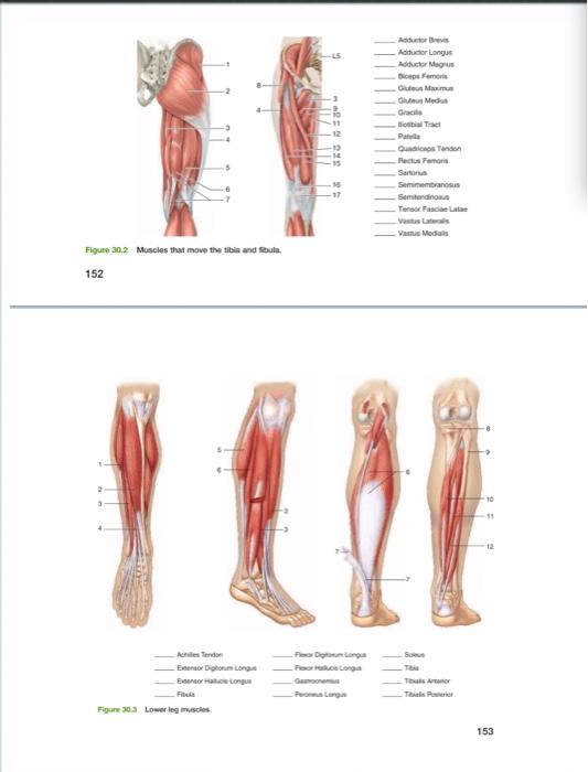 Solved Aduer Langue Aductor Magnus Biopomore Gm Gu Medus | Chegg.com