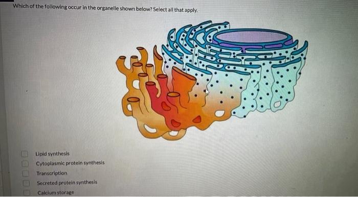 Solved Which of the following occur in the organelle shown | Chegg.com